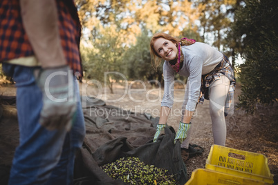 Man standing while woman working at olive farm