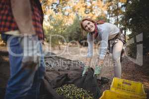 Man standing while woman working at olive farm