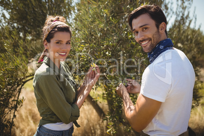 Smiling young couple holding olive tree at farm