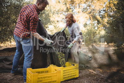 Couple collecting olives in crates at farm during sunny day