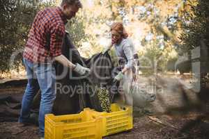 Couple collecting olives in crates at farm during sunny day