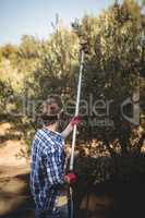 Young man using olive rake at farm