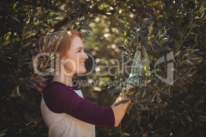 Smiling young woman plucking olives from trees at farm