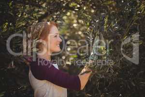 Smiling young woman plucking olives from trees at farm