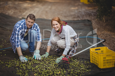 Happy couple working at olive farm