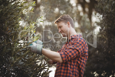 Young man plucking olives at farm on sunny day