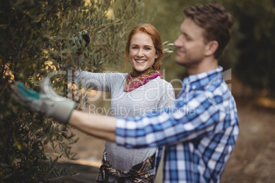 Smiling young woman with man plucking olives at farm