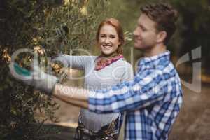 Smiling young woman with man plucking olives at farm