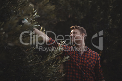 Young man plucking olives at farm