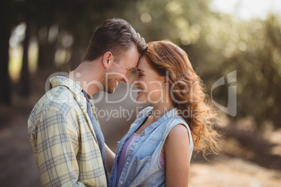 Young couple embracing at olive farm on sunny day