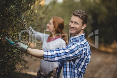 Handsome young man with woman plucking olives at farm