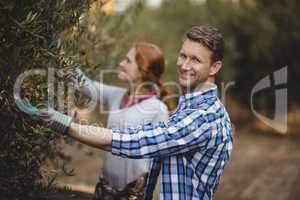 Handsome young man with woman plucking olives at farm