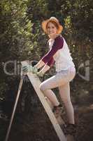 Smiling young woman climbing on ladder at olive farm