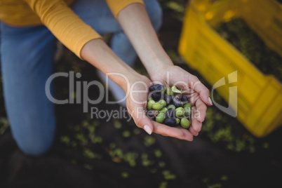 Woman holding olives while crouching at farm