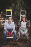 Smiling young couple sitting on ladders at olive farm