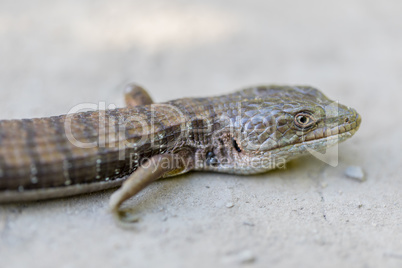 Adult California Alligator Lizard - Elgaria multicarinata multicarinata.