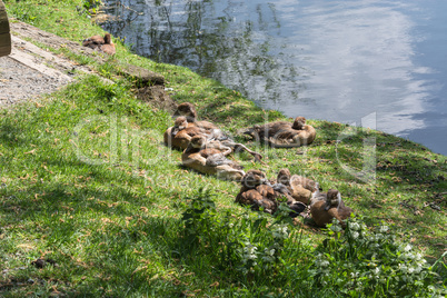 Entenfamilie am Ufer