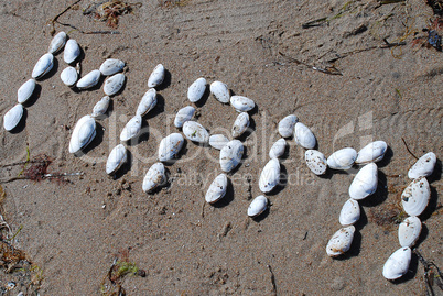 Writing with shells: "Miami" (USA)