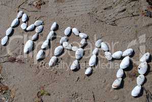 Writing with shells: "Miami" (USA)