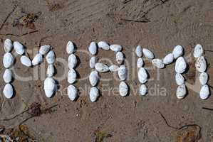 Writing with shells: "Miami" (USA)