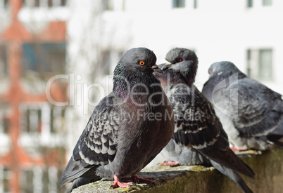 Gray urban pigeons