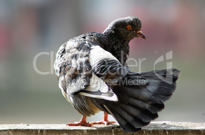 Pigeon cleans feathers