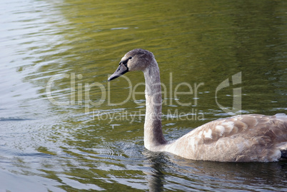 Young swan in pond