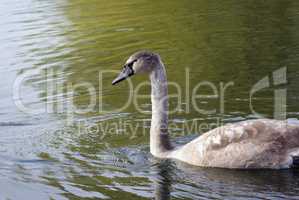 Young swan in pond