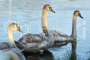 Three young swans