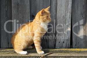 Ginger tabby cat