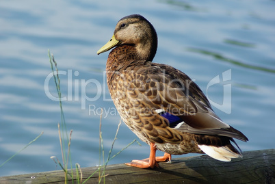 Duck mallard female