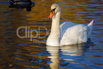 Beautiful white swan