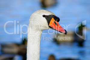 White swan head