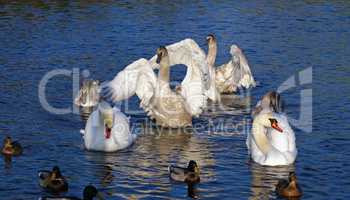 White swans family