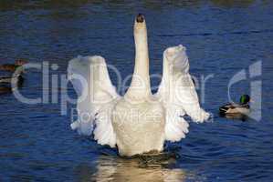 Swan spread its wings.