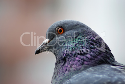 Pigeon head close up