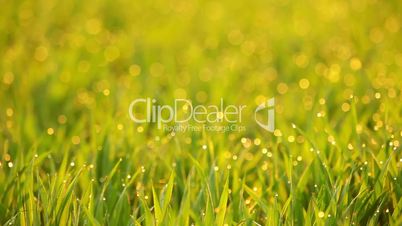Grass Video Background. Seamless Loop