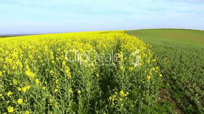 Rapeseed Field Video Background