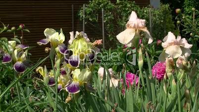Rosa Pfingstrosen und verschiedene Irisblüten