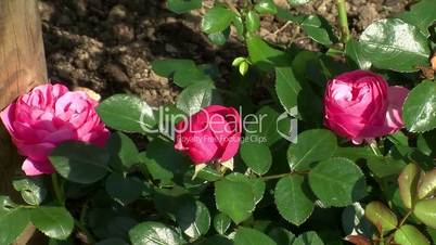 Rosa Blüten der Rose "Leonardo da Vinci"