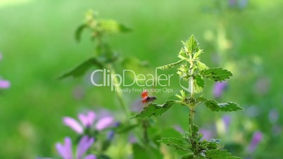 Ladybug takes off from nettle green leaf