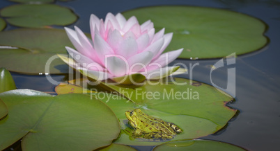 Wasserfrosch mit Seerose