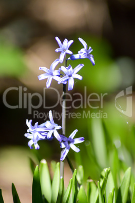 Flowers with blue petals