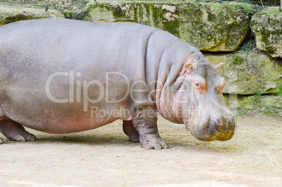 Hippopotamus seen from close up