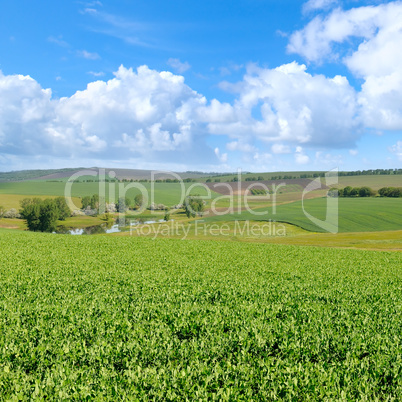 green field and blue sky with light clouds