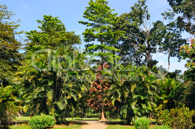 Tropical palm trees in a city park