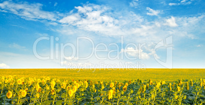 Field with sunflowers and cloudy sky