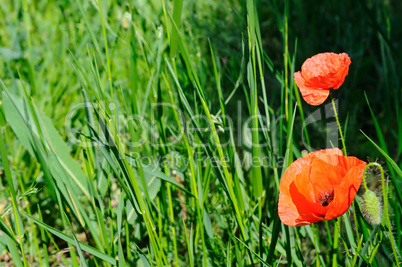 Scarlet poppies against the background of green grass.
