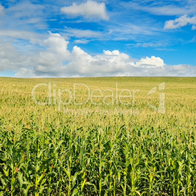 green corn field and blue sky