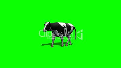 cow goes - green screen 1